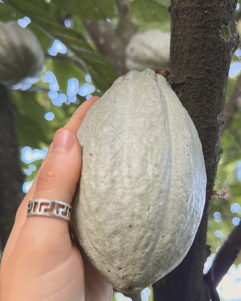 A hand holding a cacao pod still growing on the tree.
